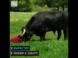 Дружба человека и быка и такое возможно lhe;,f xtkjdtrf b,srf b nfrjt djpvj;yj