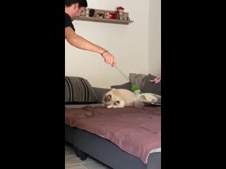 My two ragdolls always get really exited as soon as i pull out there favorite toy d they always take turns in playing, right af