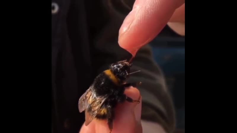 Шмель пьет сладкую водичку