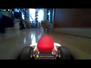 My cat hated mario kart live home circuit (1080p)