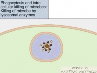 Phagocytosis and intracellular destruction of microbes