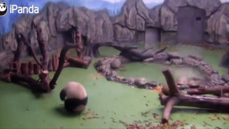 Ленивые панды? только не эта