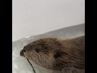 Branches for dinner!