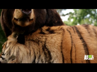 A bear, lion and tiger form an inseparable trio