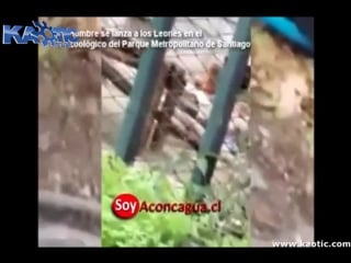 Очевидцы сняли на видео, как самоубийца пытался погибнуть в пасти львов