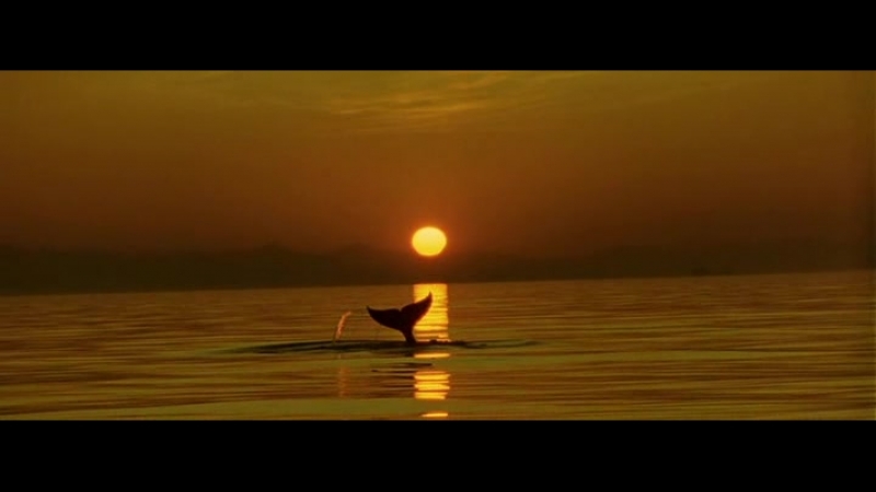 Освободите вилли 2 новое приключение (1995)