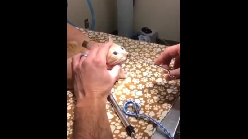 Паразиты сука