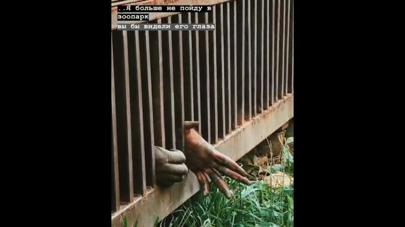 А как вы чувствуете себя в зоопарке? орангутан в сафари парк краснодар