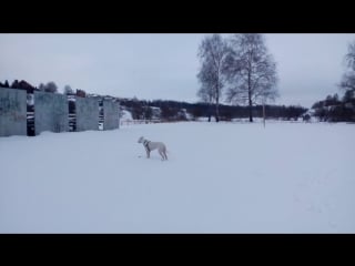 Пахра магнифика енигма 8 мес ( zaino verdes pampas x zena verdes pampas)