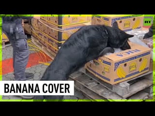 Cocaine discovered in banana boxes shipped from ecuador