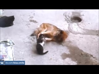 Кошка привела котят к своему другу