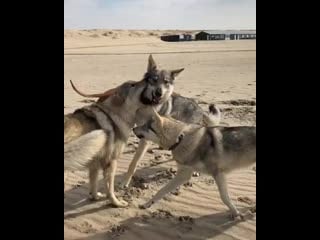 Ira initium insaniae est #244