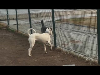 Dogo arjantin (dogo argentino) köpek parkı keyfi (dog park) [#аргентинский дог]