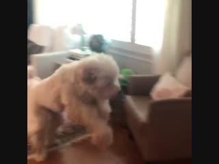 Dog is excited to see his best friend is coming over