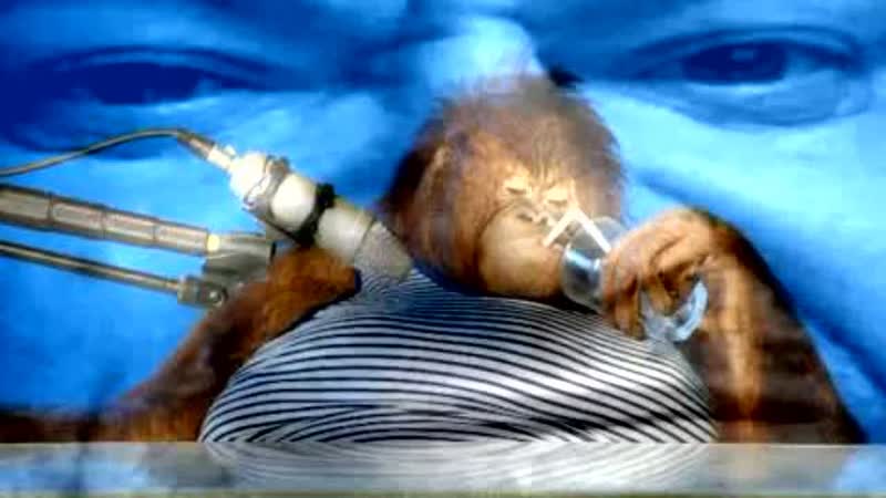 Orangutan asmr уронил планшет в унитаз