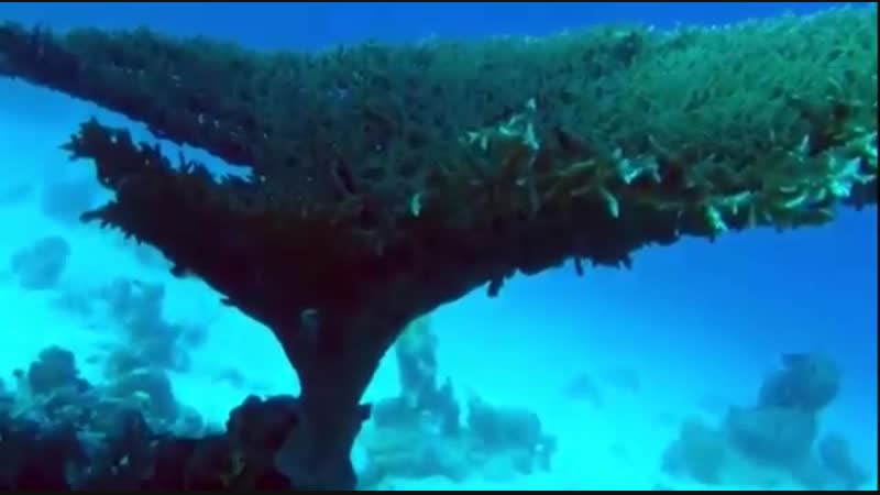 Mantra deneg mantra manibhadra chitaet andrej dujko 108 raz 360p