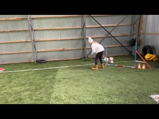 Папийон лакки и настя 07 01 2020