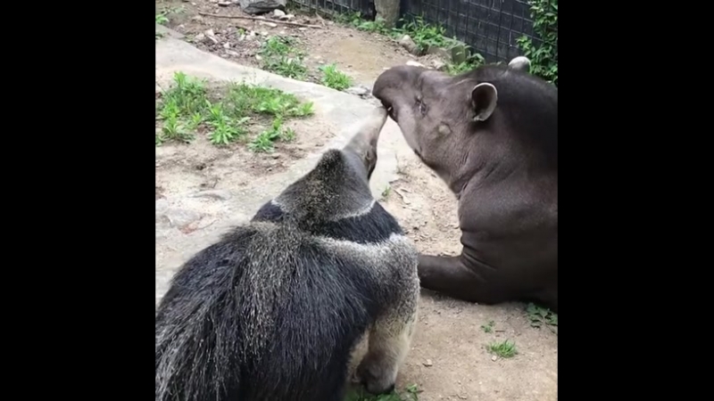Муравьед облизывает тапира