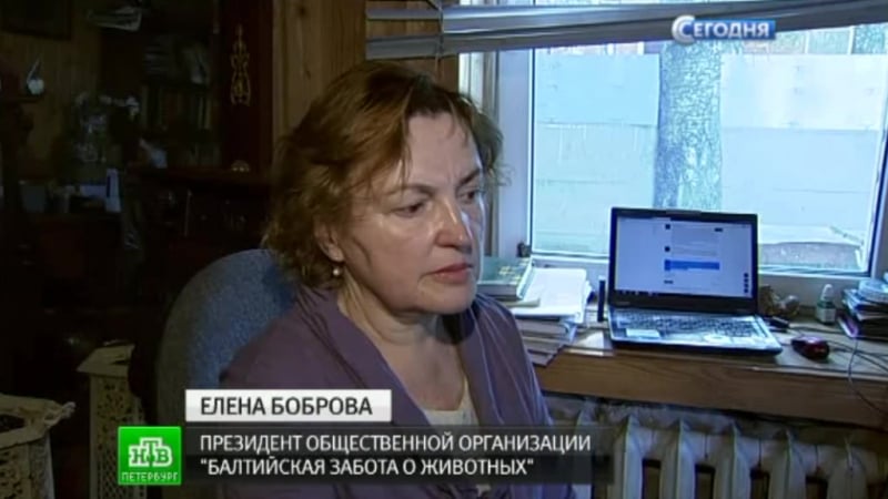 Показательная расправа бродячую молодые расстреляли у дома известной петербургской зоозащитницы