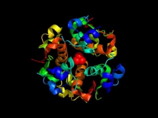 The structure of human insulin