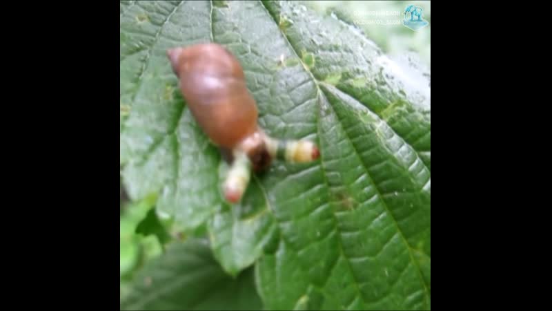 Паразитический плоский червь leucochloridium paradoxum в теле улитки