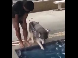 Husky's first swim pооr baby gоt nеrvоus at first but lоvеd it sооn aftеr