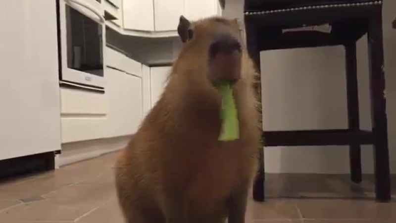 Капибара кушает сельдерей