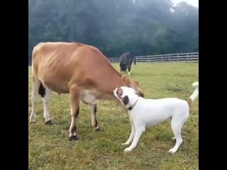 Cows have similar emotional range as dogs they display boldness, shyness, fearfulness and even playfulness