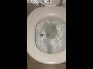 Австралиец пытается смыть паука, спрятавшегося в унитазе / huge spider hiding in toilet