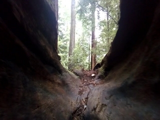 Big basin, through the stub