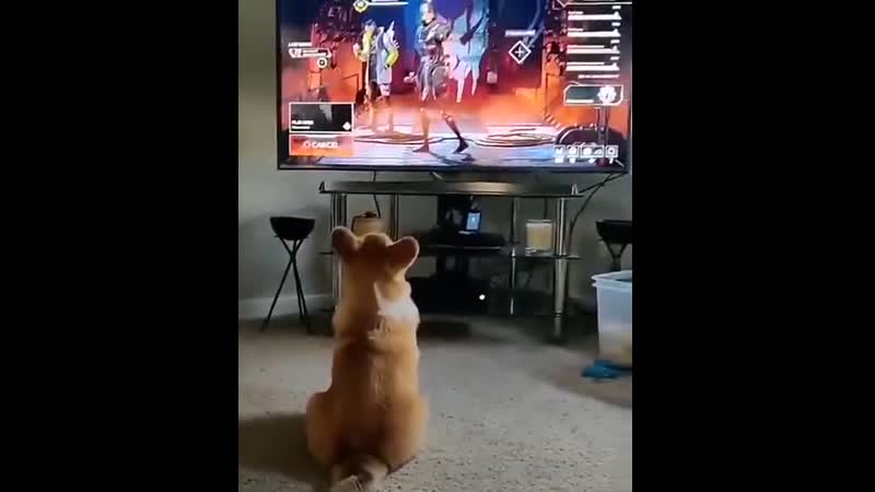 Apex legends и корги