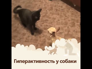 📌шило в попе