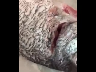 Fake fish in kuwait gluing googly eyes to look fresh (360p) mp4