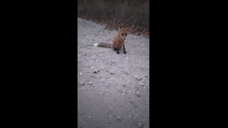 Сестричка лисичка и вело колобки )