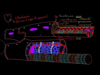 Как устроены клетки сердца