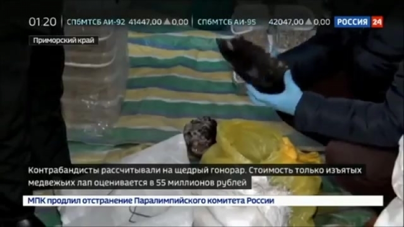 Китайцы пытались вывезти в китай по льду озера 867 отрубленных медвежьих лап