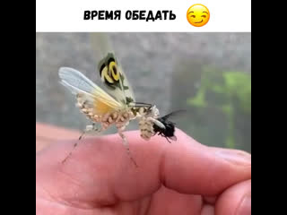 Время обедать