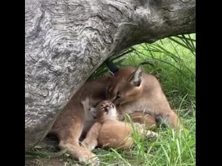 A caracal kitten doing as their mother does