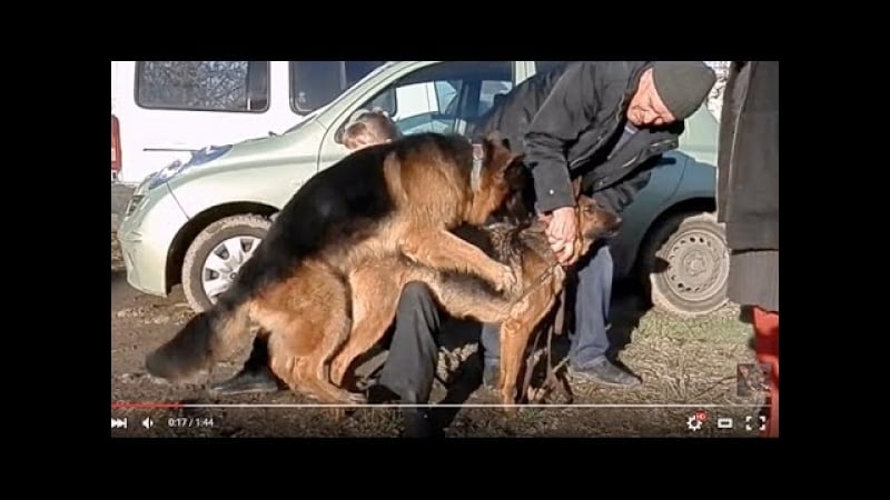 Mating dogs вязка немецких овчарок التزاوج الكلاب одесса "