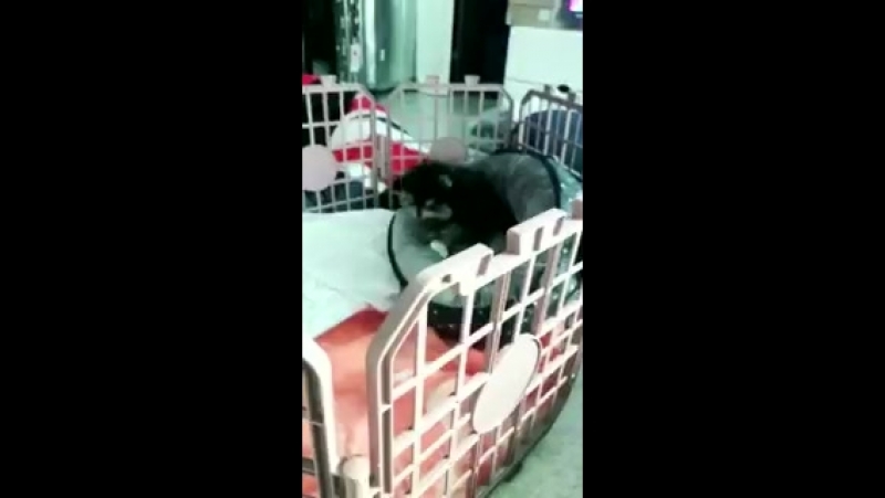 Howdy I Will Never Stop Believing The Fact That Jungkook’s Mushy Snigger Emerged In 008 And They Were Actually In The Same Room When