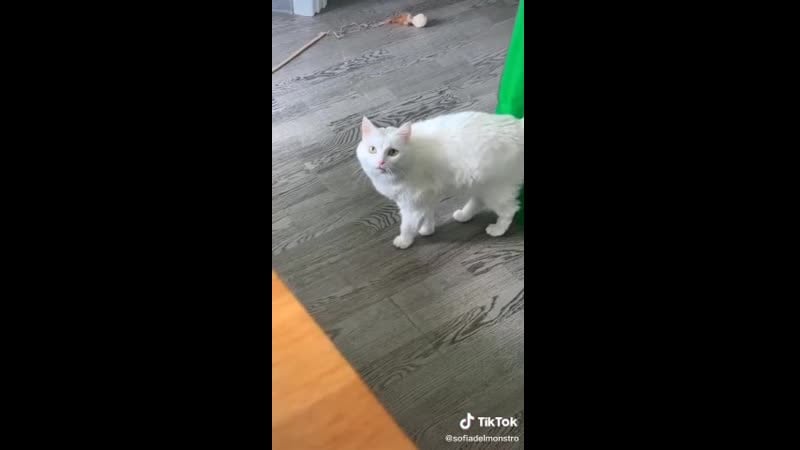 Софочка, давай поболтаем