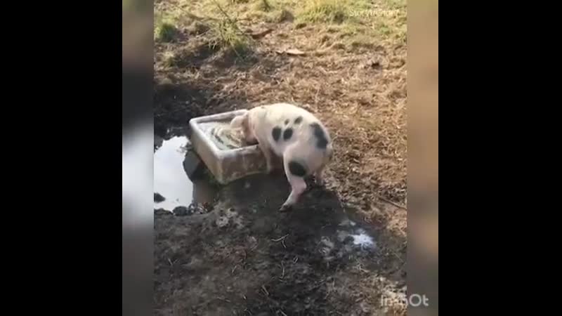 Пищеварение на вылет