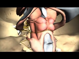 Foramina of the skull and structures that pass through anatomy tutorial part 1