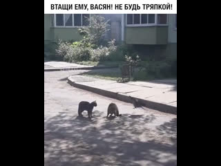 Втащи ему вася, не будь тряпкой