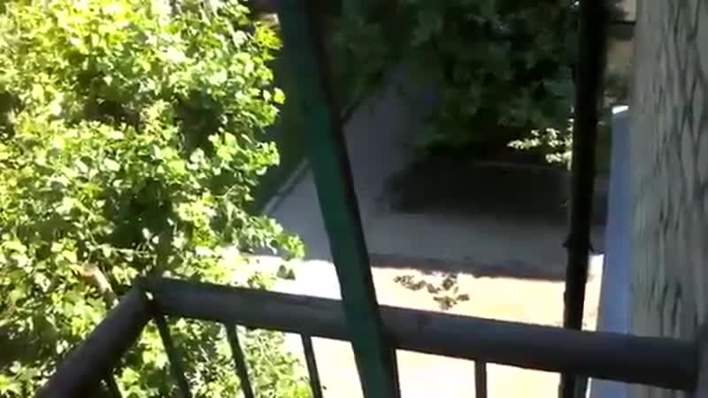 Відео для гааги липень 2014 року, луганськ російські терористи ведуть мінометний вогонь прямо з під вікон багатоповерхівок