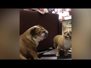 French bulldog teases younger brother with snack