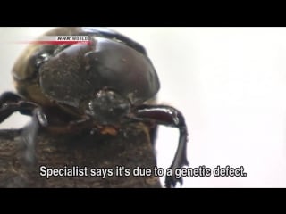 Hermaphrodite beetle discovered