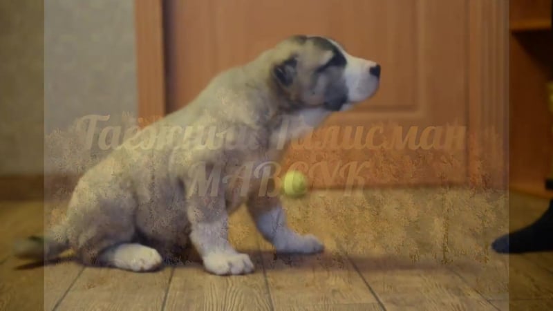 Таёжный талисман мавсук