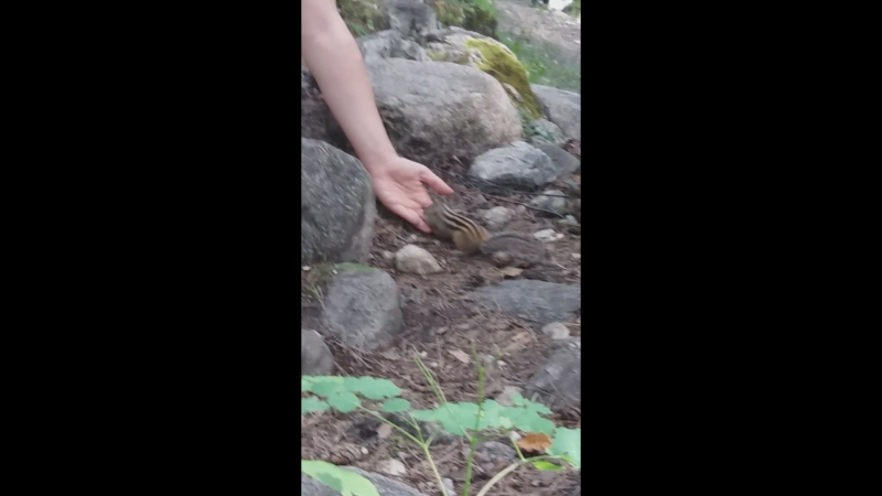 Бурятия, аршан настя кормит бурундука