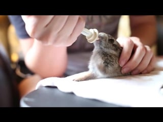 Cute wild cottontail rabbit enjoying his milk